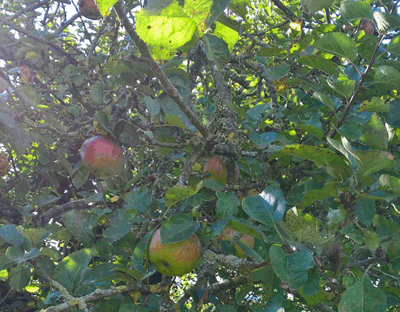 apple tre
